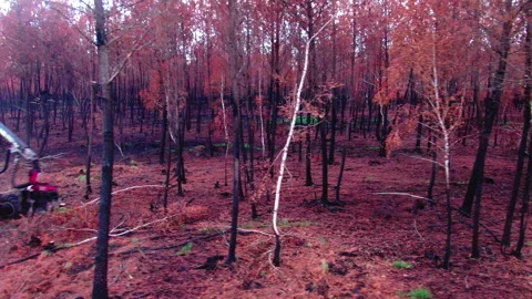 Lateral tracking at tree level revealing red vehicle deforesting, Gironde Stock Footage 332065257