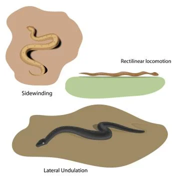 Lateral Undulation, Rectilinear and Sidewinding locomotion of snakes Ilustração Stock