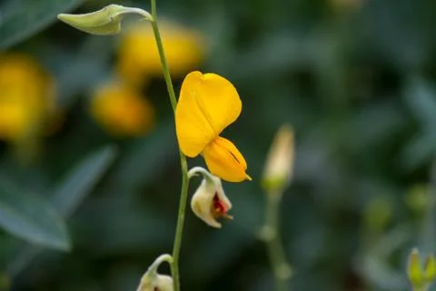 Lateral view closed up CROTALARIA JUNCEA or SunHemp Stock Photos