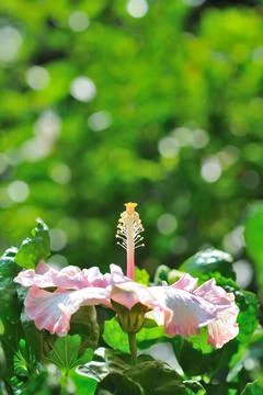 A Lateral View of a Hibiscus Stock Photos