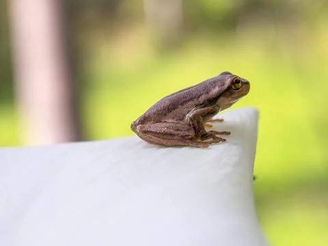 Lateral view macro photography of a tiny brown tree frog standing on a white  Stock Photos