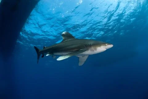 Lateral view of an oceanic white tip shark (Carcharinus longimanus) Stock Photos