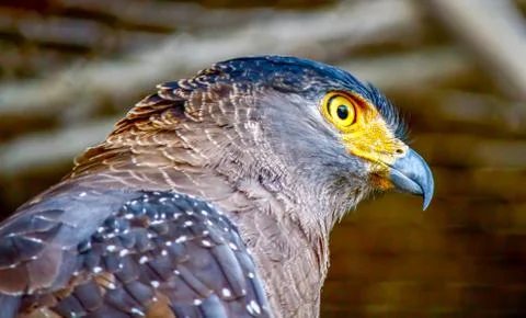 Lateral view of serpent crested eagle Foto stock