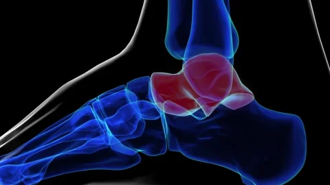 Lateral view of talus bone foot bones an... | Stock Video | Pond5