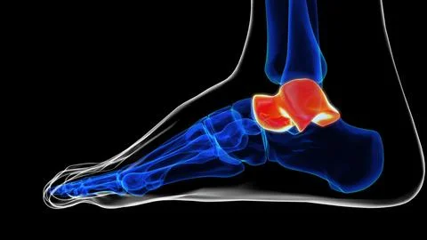 Lateral view of talus bone foot bones anatomy for medical Concept 3D renderin Stock-Illustration