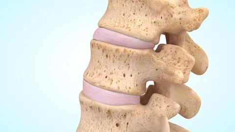 Lateral view of the Vertebral Column bones of 3d illustration Illustrazione stock