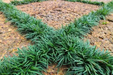 Laterite and green leaf Stock Photos