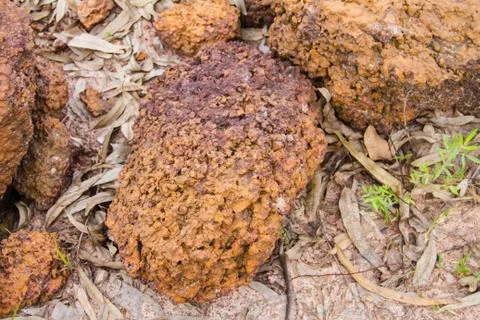 Laterite stone background Stock Photos