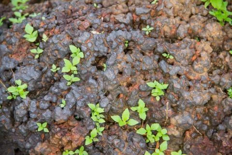 Laterite stone background Stock Photos