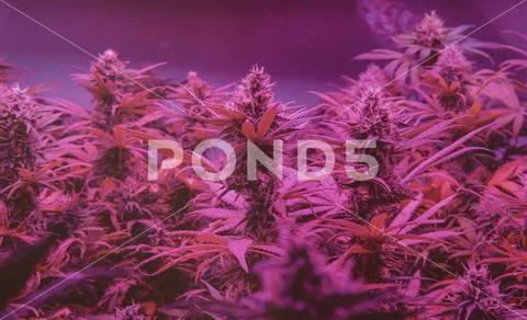 Latest in Cannabis Research. New Marijuana Strains for medical and recreation Stock Photos