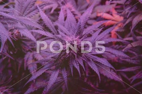 Latest in Cannabis Research. New Marijuana Strains for medical and recreation Stock Photos