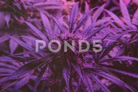 Latest in Cannabis Research. New Marijuana Strains for medical and recreation Stock Photos