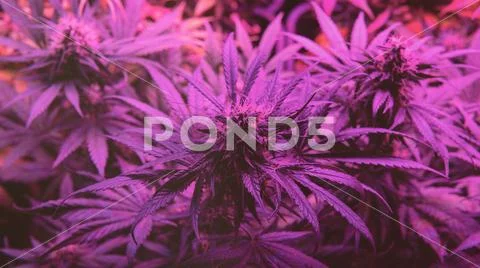 Latest in Cannabis Research. New Marijuana Strains for medical and recreation Stock Photos