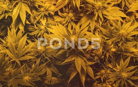 Latest in Cannabis Research. New Marijuana Strains for medical and recreation Stock Photos
