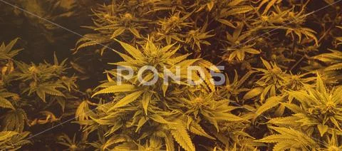 Latest in Cannabis Research. New Marijuana Strains for medical and recreation Stock Photos