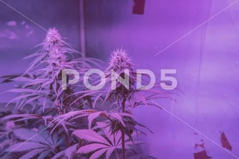 Latest in Cannabis Research. New Marijuana Strains for medical and recreation Stock Photos