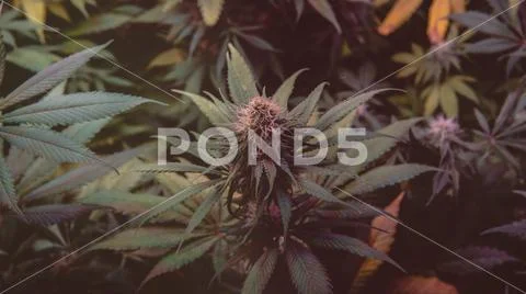 Latest in Cannabis Research. New Marijuana Strains for medical and recreation Stock Photos