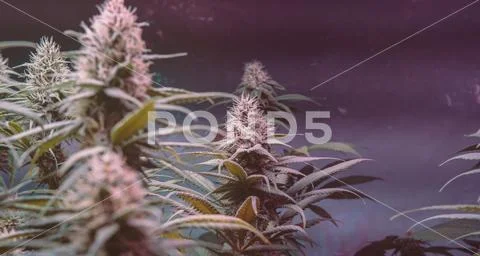 Latest in Cannabis Research. New Marijuana Strains for medical and recreation Stock Photos