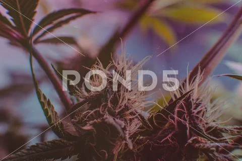 Latest in Cannabis Research. New Marijuana Strains for medical and recreation Stock Photos