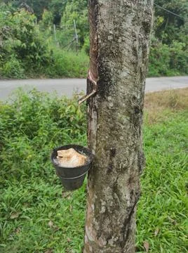 Latex collection from rubber tree tapping Stock Photos