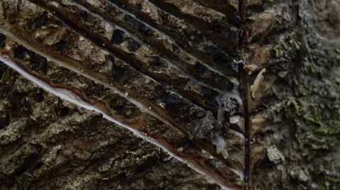 Latex dripping Stock Footage 52373565