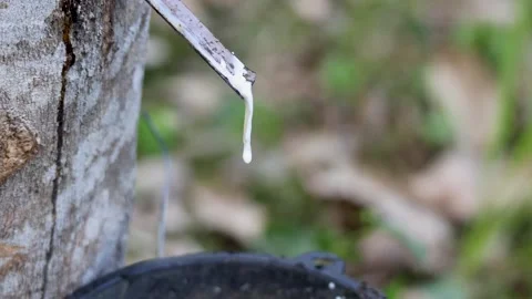 Latex Dripping from Rubber Tree During Tapping Process Vídeo Stock 314031505