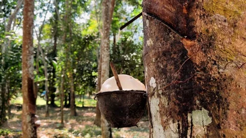 Latex extracted from rubber tree (Hevea Brasiliensis) as a source of natural rub Stock Footage 304402637