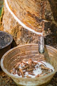 Latex extracted from rubber tree Stock-Fotos