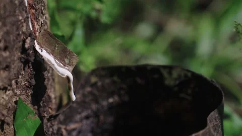 Latex 動画素材 314681771