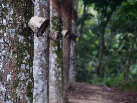 Latex forest Foto stock