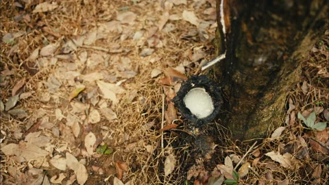 Latex milk extracted from rubber tree Stock Footage 89081807