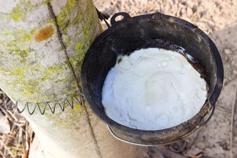 Latex production Stock Photos