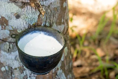 The latex of rubber flows down from the tree into the bowl. Stock Photos