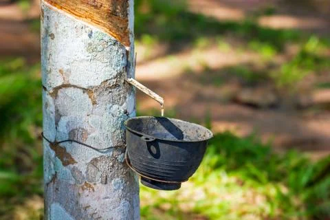 Latex of rubber flows down from the tree into the bowl. Stock Photos