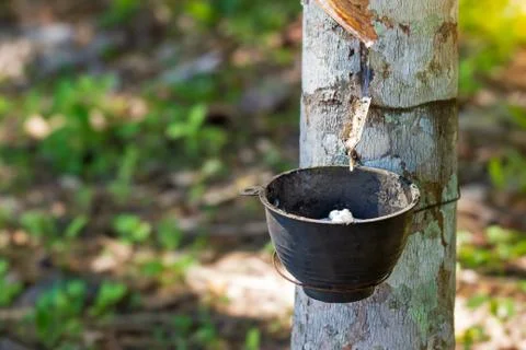 The latex of rubber flows down from the tree into the bowl. Stock Photos