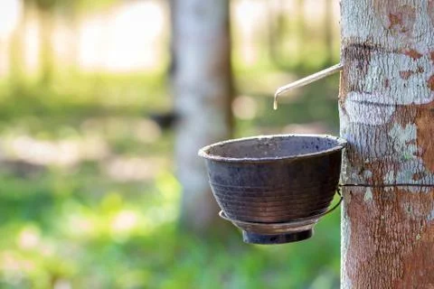 The latex of rubber flows down from the tree into the bowl and morning light. Stock Photos