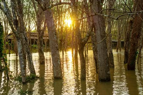 Latex rubber, Rubber tree Foto stock