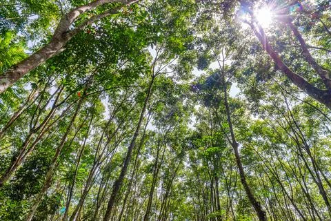 Latex rubber, Rubber tree Stock Photos