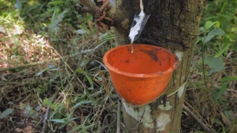 Latex rubber tree with the cup Stock Footage 231742317