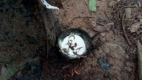 Latex from the rubber tree or Hevea braziliensis Stock Footage 300652869