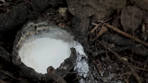 Latex from the rubber tree or Hevea braziliensis Stock Footage 300653087