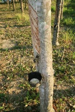 Latex rubber tree Stock Photos