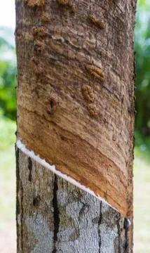Latex from rubber tree Stock Photos