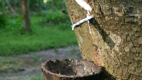 Latex from rubber trees Stock Footage 118261210
