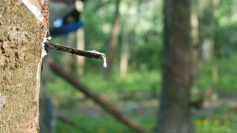 Latex from rubber trees Video stock 118261644