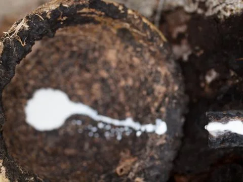 Latex tree 写真素材