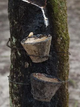 Latex tree Foto stock