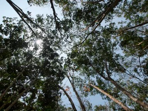 Latex trees Foto stock