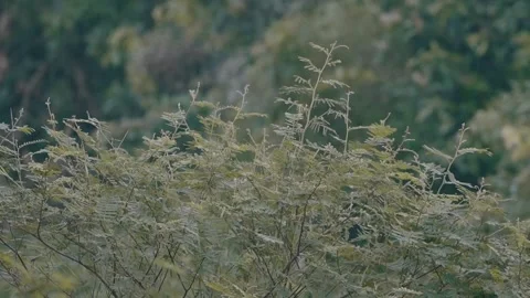 A lathe or Centropus nigrorufus Stock Footage 272952089