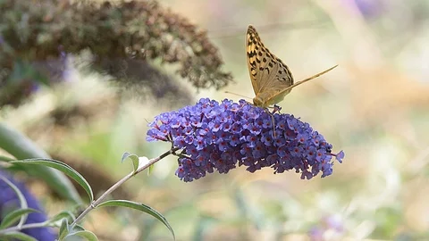 Lathonia, on the flowering of Buddleja Stock Footage 95881932